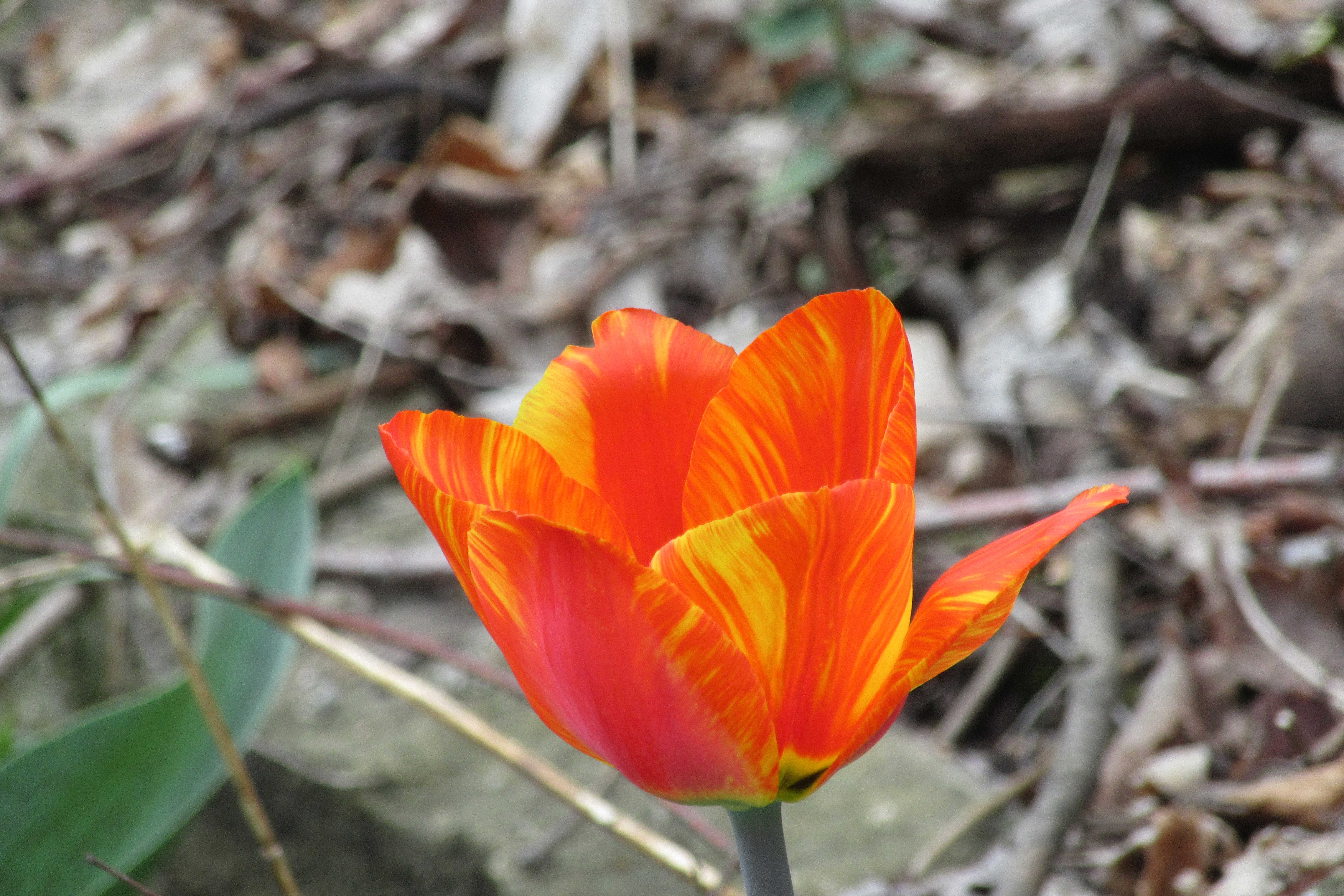 [Fiery Red Orange Yellow Tulip]